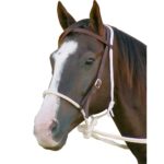 Mustang Breaking Hackamore Bridle