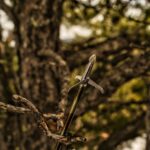 NAP Spitfire Maxx 100-Grain Broadheads - Image 4