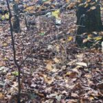 Reflective Ghost Hunting Blind - Image 4