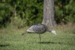 HS Strut-Lite Feeding Hen Decoy - Image 2
