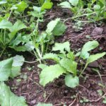 Antler King Honey Hole Mix - Image 4